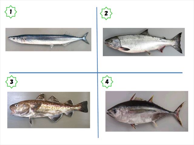 食育の取組事例 魚のクイズ 札幌市子育てサイト