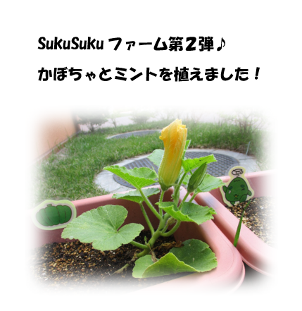 SukuSukuファーム第２弾♪かぼちゃとミントを植えました！